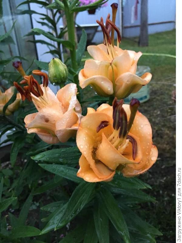 лилия Фаворитка