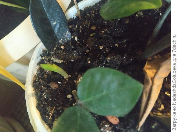 Прорастание замиокулькасов