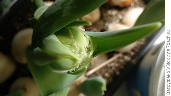 Чтото с мохровостью, но пока не помню названия.