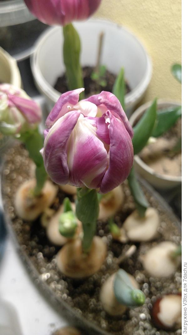 Тоже фокстрот