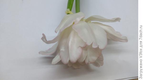 Пытаюсь поймать розоватость