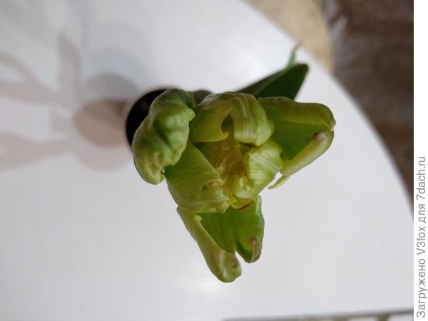 Зеленый тюльпан