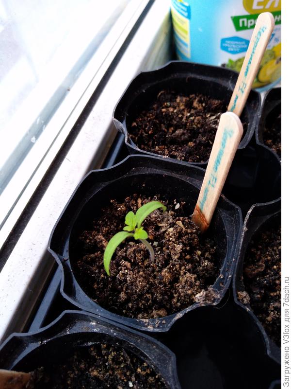 Черринтано f1 настоящие листики 8.03.