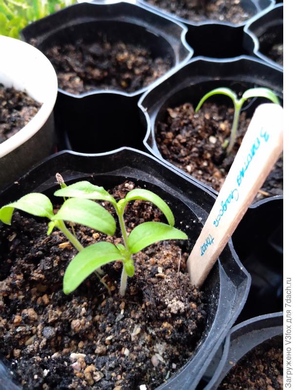 Золотая сладость. Настоящие листики 9.03