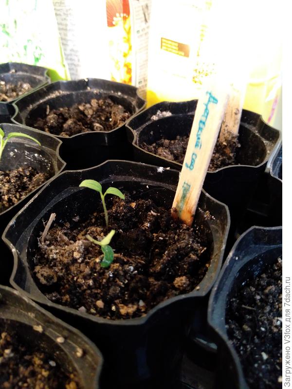 Томат детский сад решил устроить забастовку, и таки его гнет к земле. Настоящих листов нет...