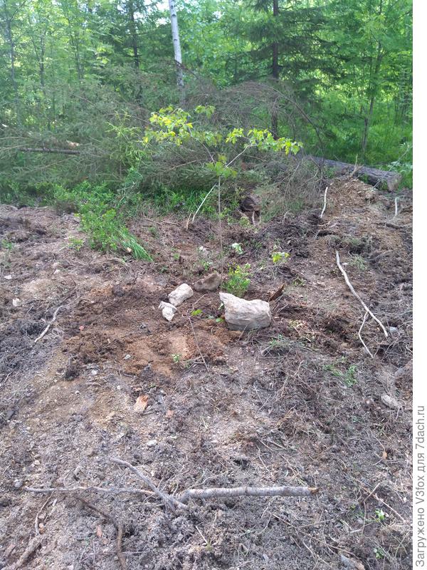 Первое деревце.