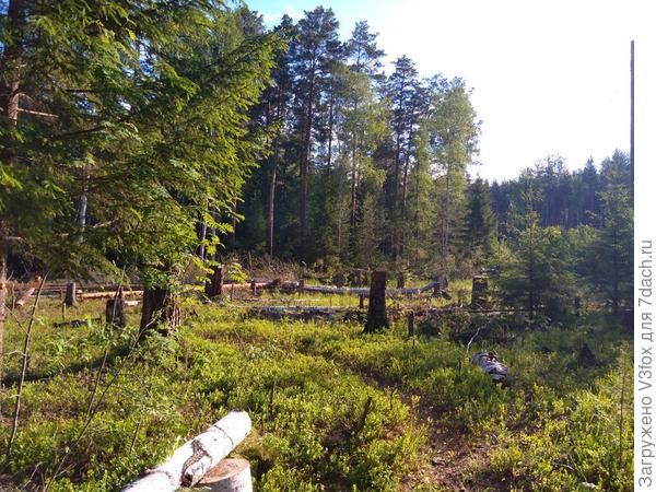 Тропка в пенечный лес