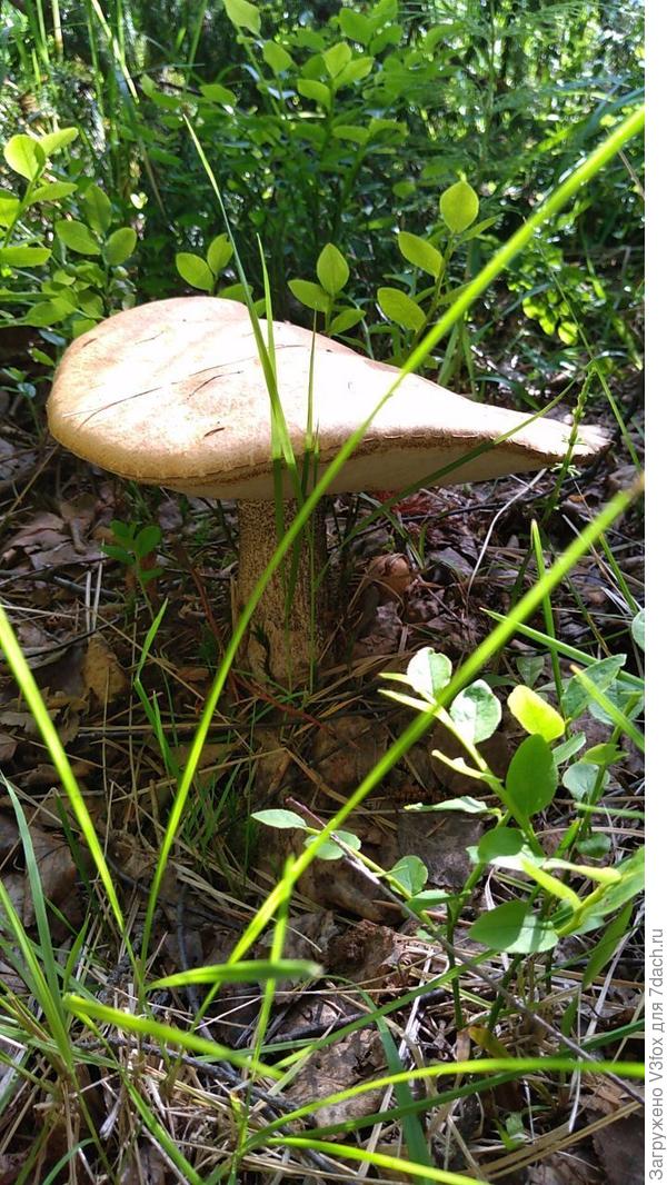 Подберёзовик. Вроде.