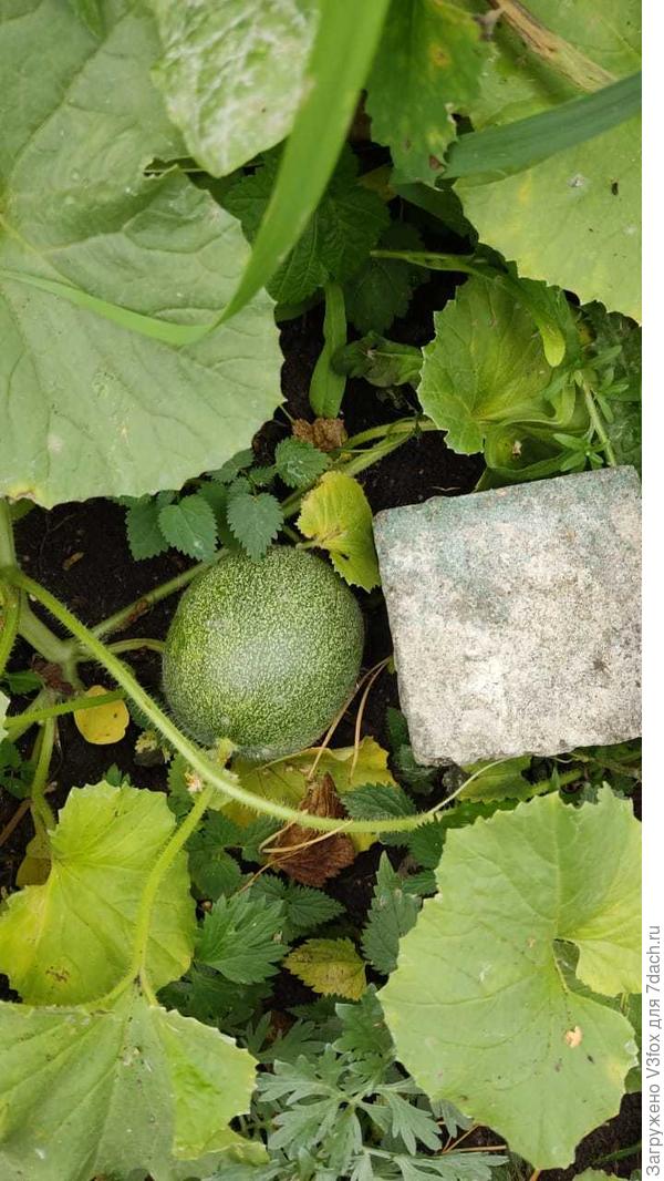 Полосатый....друг?))