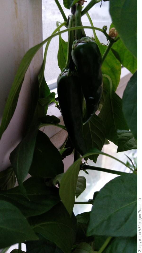 Перцы)) тощие странно. Возможно переопылились с острым перцем.