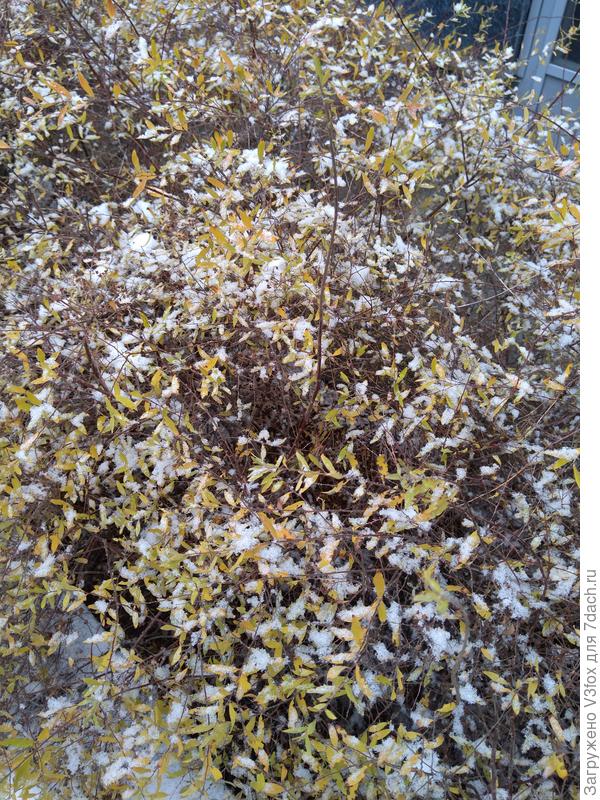 Какие то растюшки