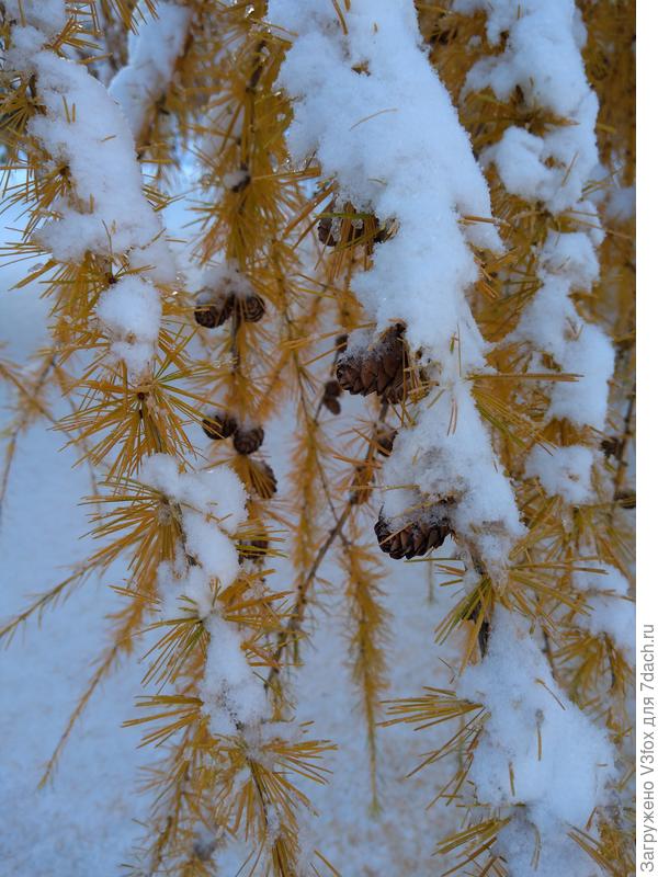Лиственница тоже укуталась
