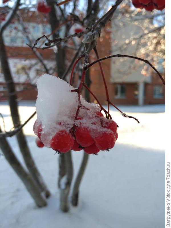 Рябинка под одеялком