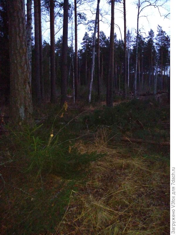 Расчистка периметра