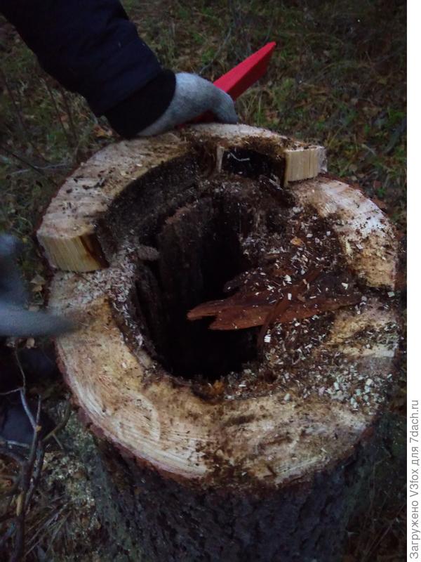 Отверстие (назовем это прилично) в дереве