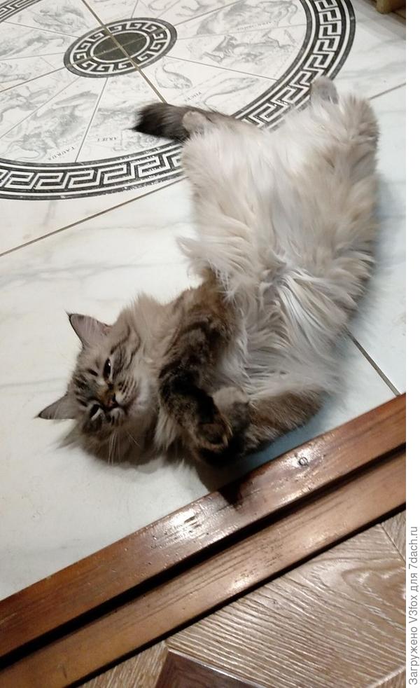 Балдеющая красотка на теплом полу