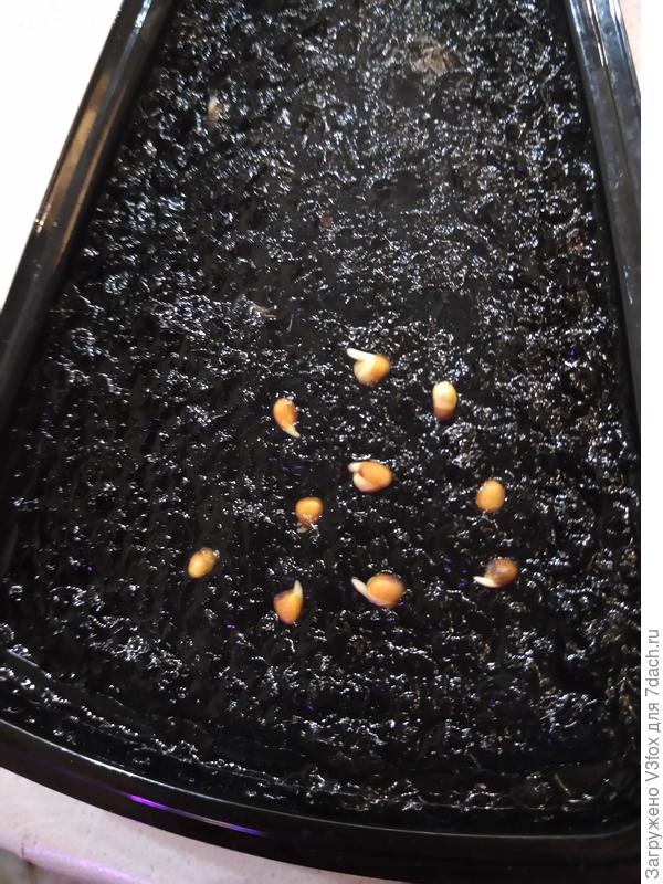 Редис Алешка f1