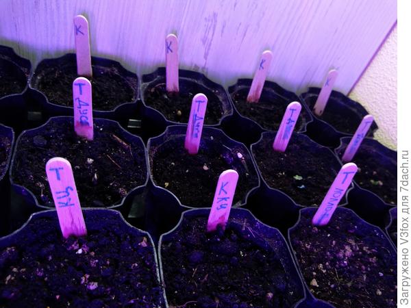 Видны всходы редиски. Фото от 18 января