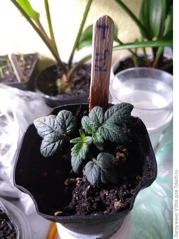 Тестовый томат Каменный цветок 