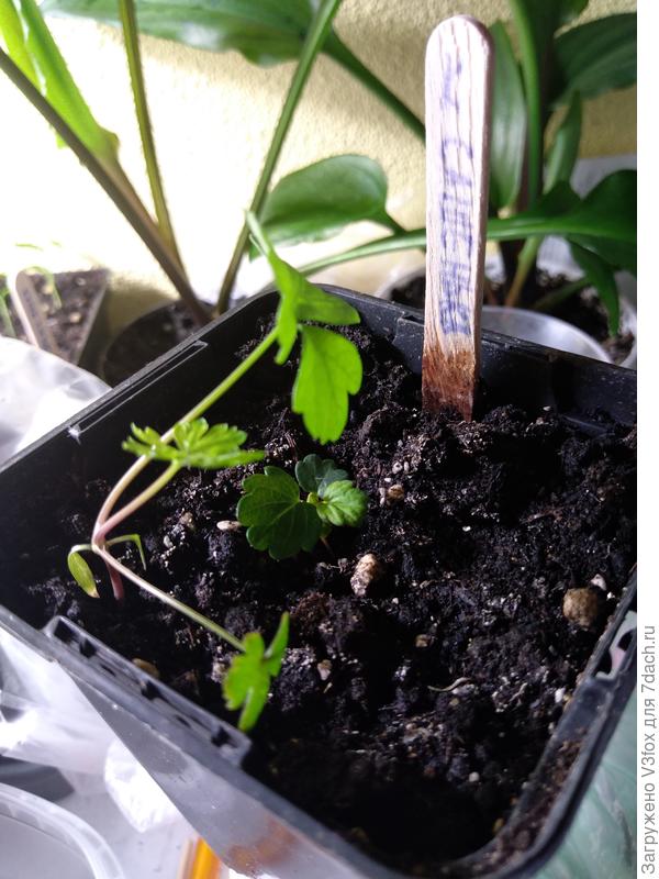 Контрольное растение земляники садовой