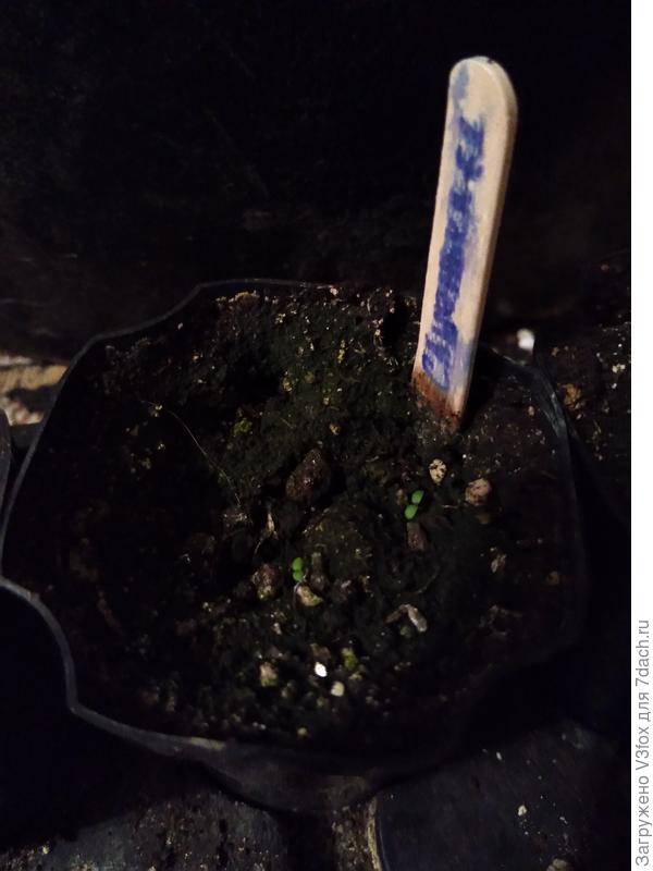 Дублирую фотку из журнала.