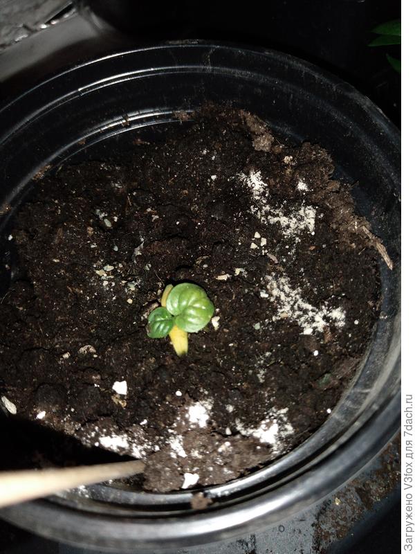 Моська с желтыми семидольками