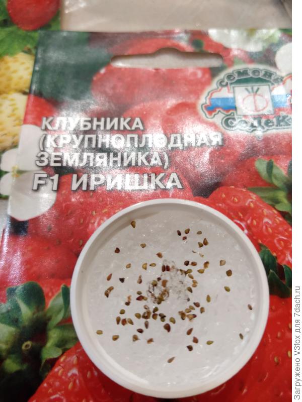 Иришка Седек