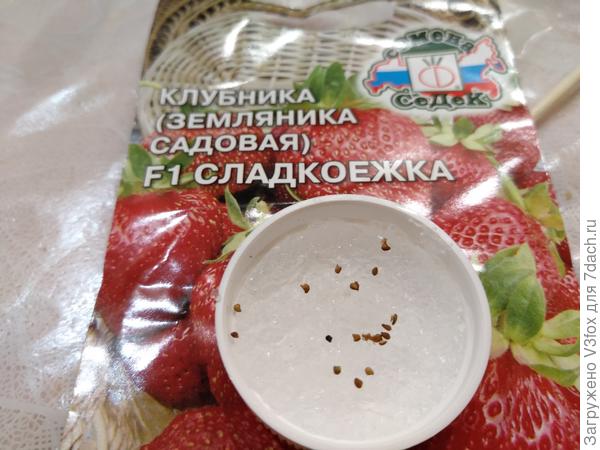 Сладкоежка Седек