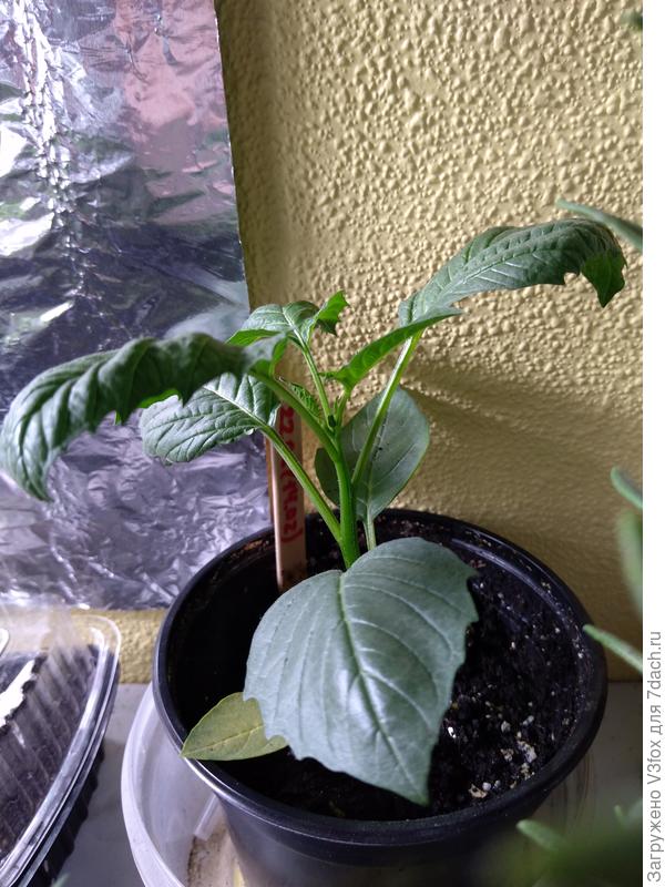 Бутончик)) с добрым утром говорит))