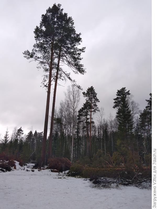 Ракурс на сосны с другой стороны