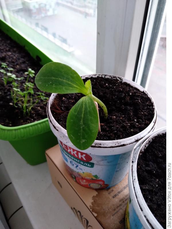 Отпикирована