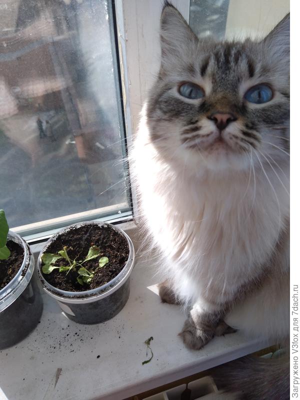 Полосатая красотка