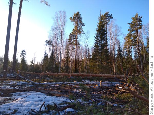 Деревья раз.