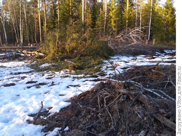 Деревья два. Здесь еще чистить и чистить. За лапником еще две, а то и три березы лежит. Но это терпимо.
