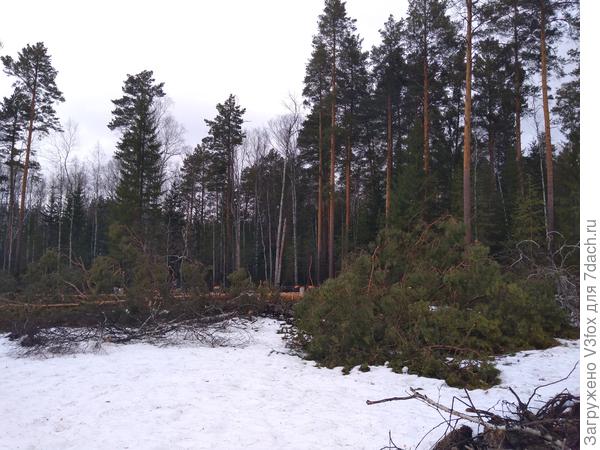 Деревья два