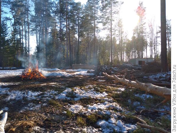 Наш костерок и очищенная первая куча "элитного" лапника