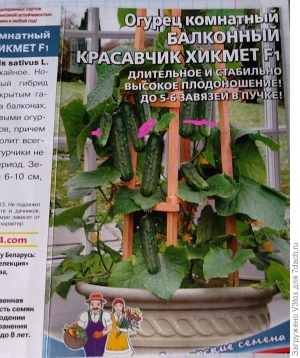 Фиолетовые пометки в этом сорте фотошоп))