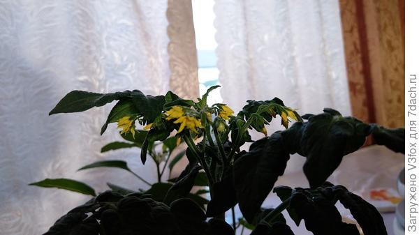 КЦ от 15.01