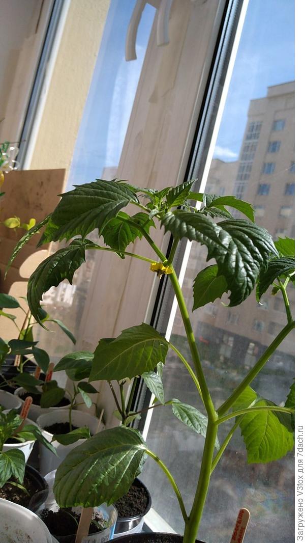 В масштабе куста