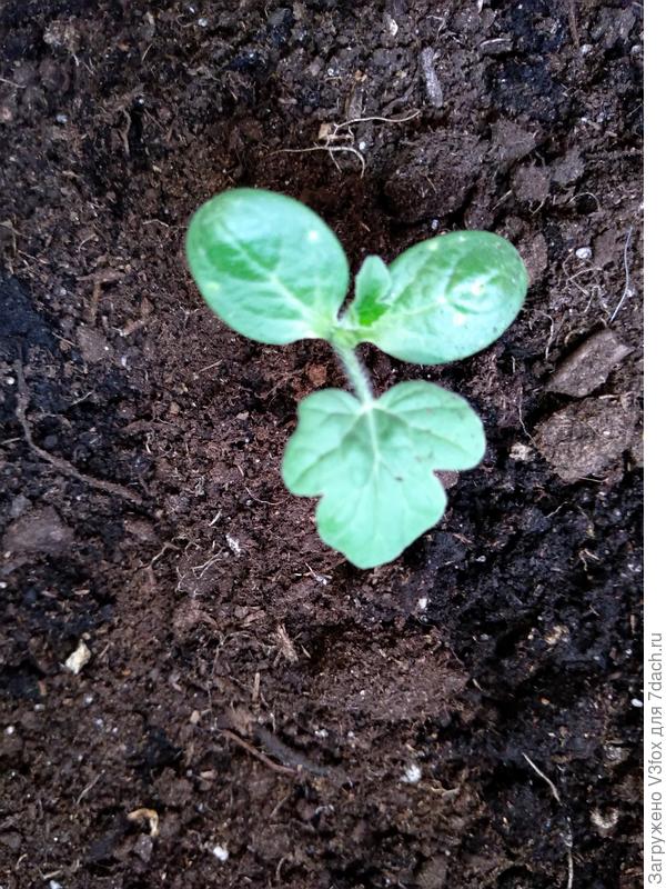 Бузик огонек))