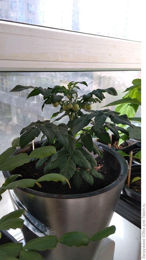 Посажен 15.01.