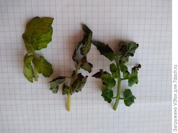 Кустик в итоге удалила. Очень похоже что перелила.