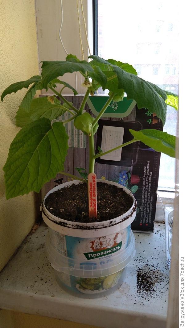 Физалис дачный букет с пятью ягодками.