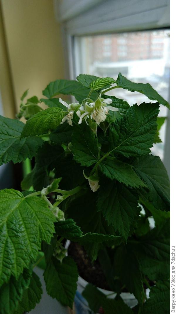 Малина карликовая Руби Бьюти