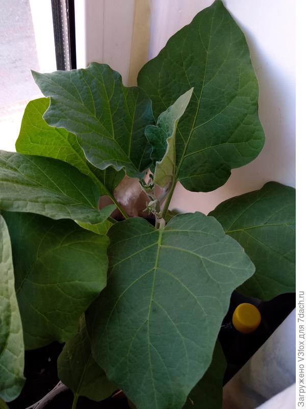 То ли цветочек, то ли уже плодик. И я интересное пропустила))