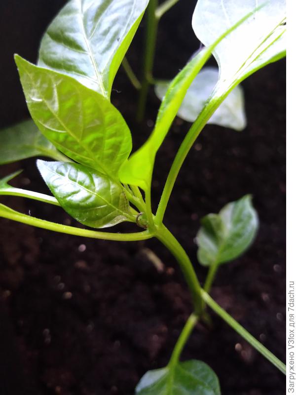 Чернеют новые листочки