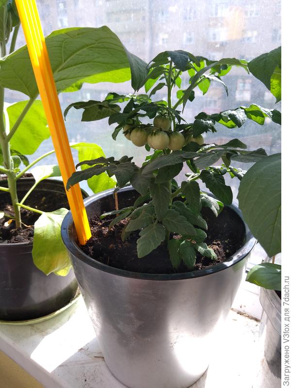 Каменный цветок "пыжит" помидорки