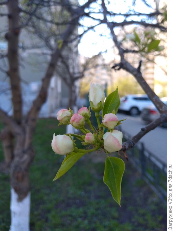 Яблоня такая