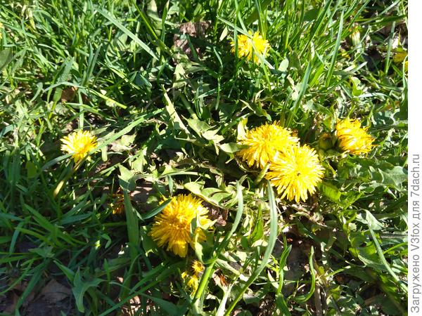 Одуванчики