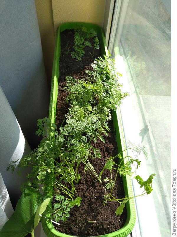 По ближе это Каротель, дальше Лидия F1.